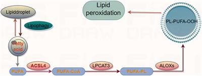 Understanding the unique mechanism of ferroptosis: a promising therapeutic target